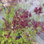 Orgován meyerov (Syringa meyeri) ´RED PIXIE´ - výška 20-30 cm, kont. C2L